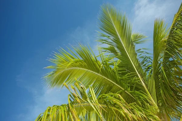 Oddział palmy w błękitne niebo — Zdjęcie stockowe