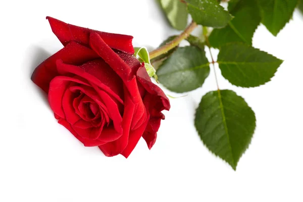 Hermosa rosa roja sobre un fondo blanco — Foto de Stock