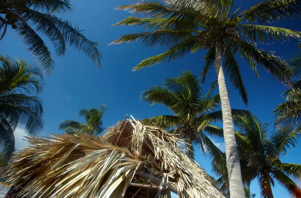 Palm tree in the blue sky — Stock Photo, Image