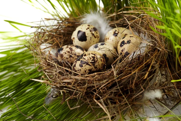 Ei in einem echten Nest — Stockfoto