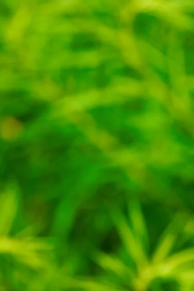 Grüner Hintergrund — Stockfoto