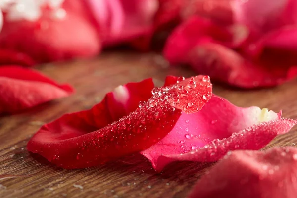 Rosa rossa, goccia d'acqua — Foto Stock