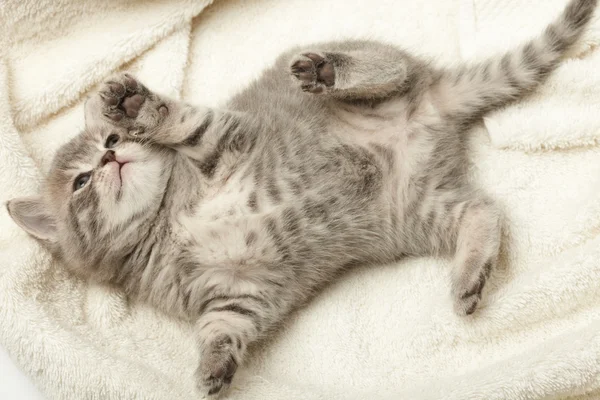 Funny kitten — Stock Photo, Image
