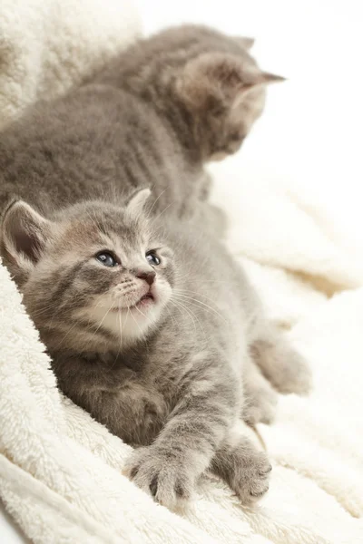 Funny kittens — Stock Photo, Image