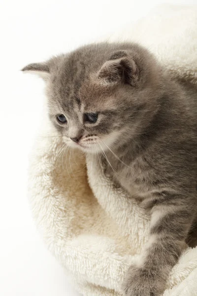 Grappige kitten — Stockfoto