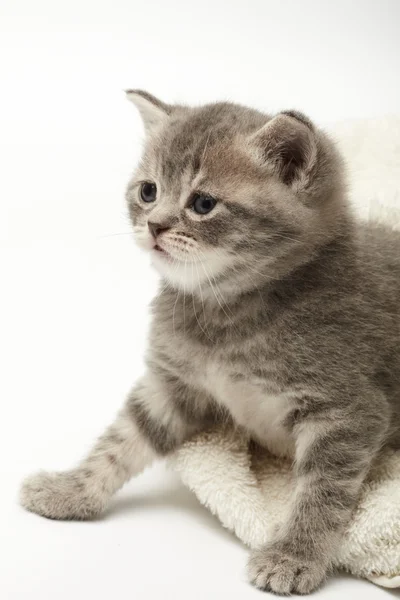 Komik kedi yavrusu — Stok fotoğraf