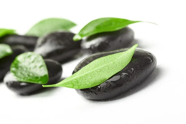 Черные камни и зеленые листья — стоковое фото