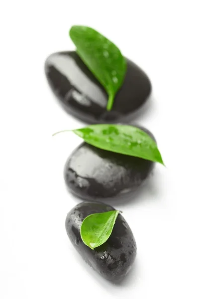 Piedras negras y hojas verdes — Foto de Stock