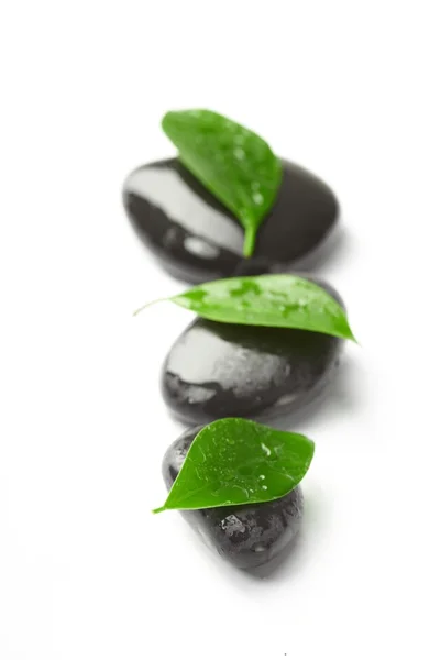 黑石头和绿色的树叶 — 图库照片