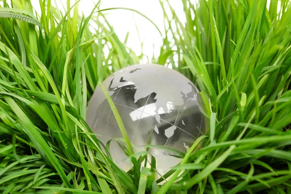 Glob na trawie — Zdjęcie stockowe