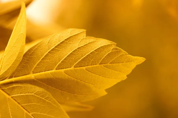 stock image Yellow leaves