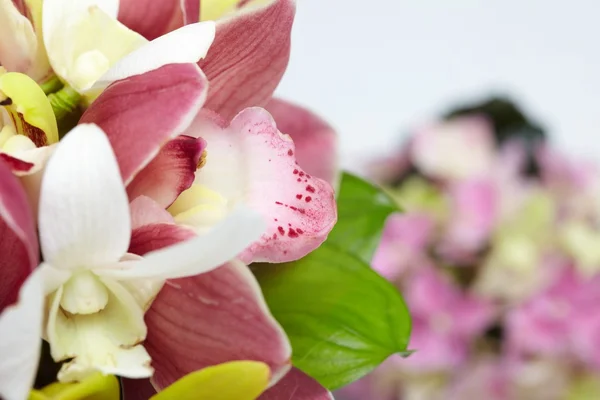 Csokor orchidea — Stock Fotó