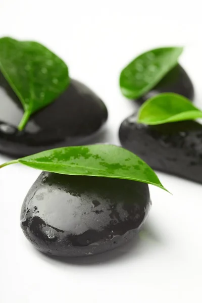 stock image Black stones and green leaves