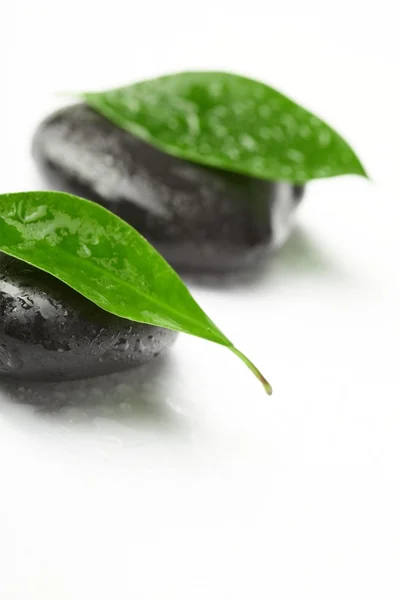 Siyah taşlar ve yeşil yaprak — Stok fotoğraf