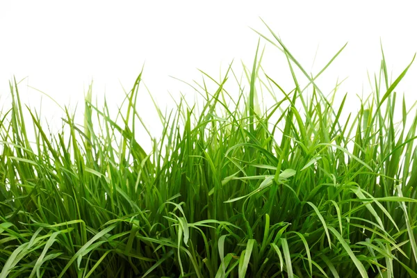 Fresh grass — Stock Photo, Image