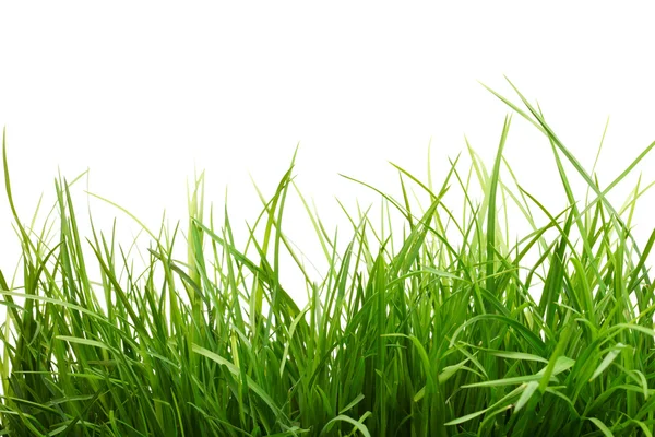 stock image Fresh grass