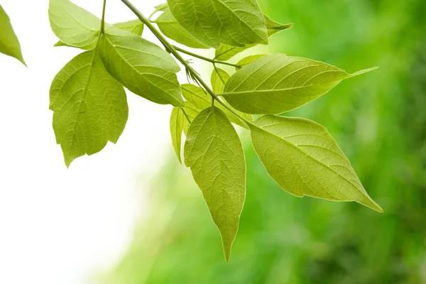 stock image Green leaves