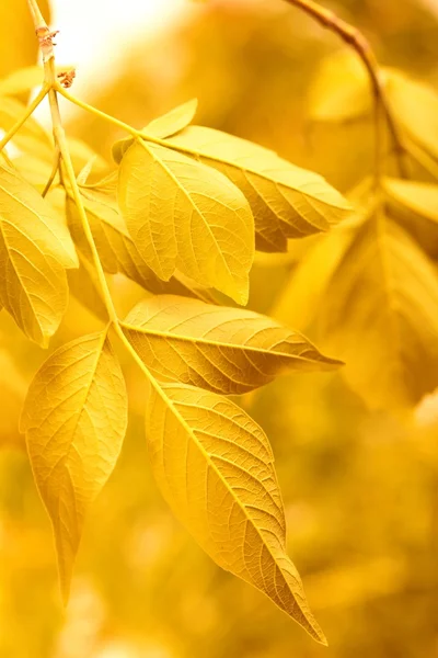 노란 잎 — 스톡 사진
