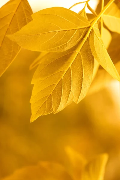 Желтые листья — стоковое фото