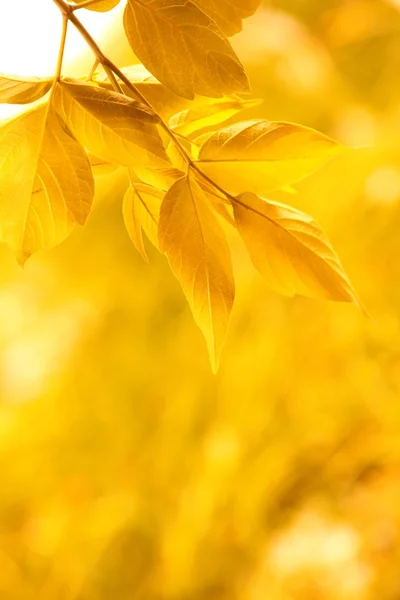 Foglie gialle — Foto Stock