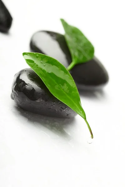 stock image Black stones and green leaves