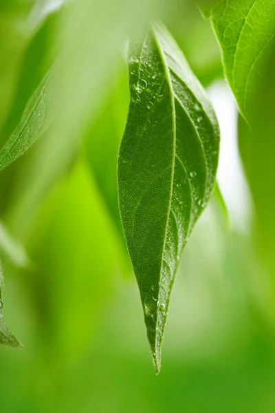 stock image Green leaves