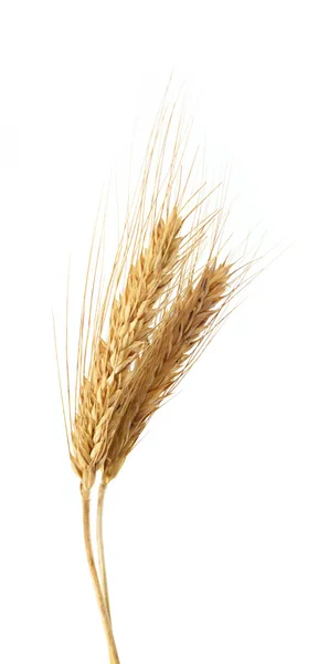 Beyaz üzerine izole buğday — Stok fotoğraf