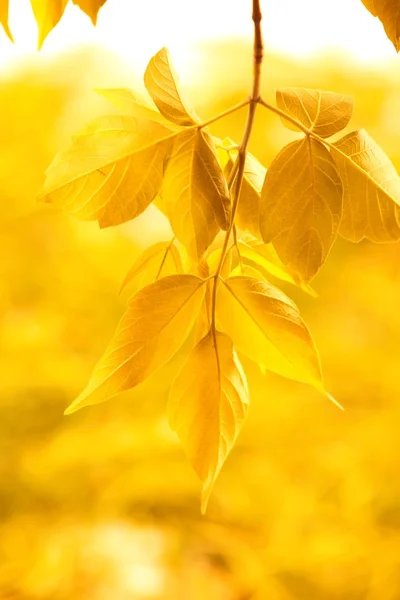 Gelbe Blätter — Stockfoto