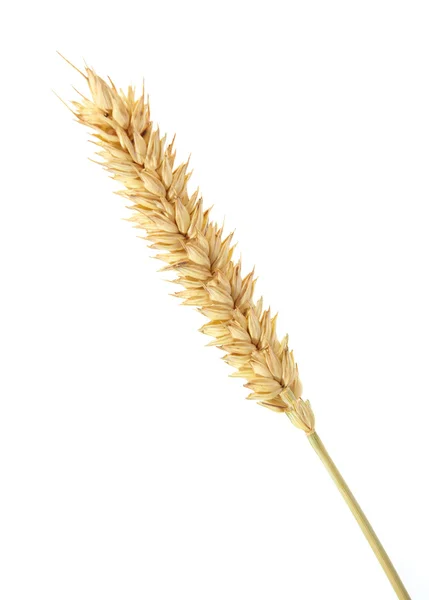 Pšenice izolovaná na bílé — Stock fotografie