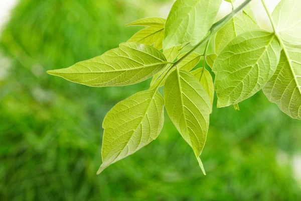 Folhas verdes — Fotografia de Stock