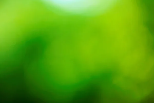 Fond vert — Photo