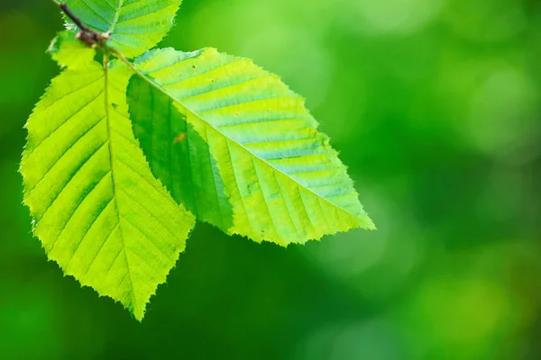 Gröna blad — Stockfoto