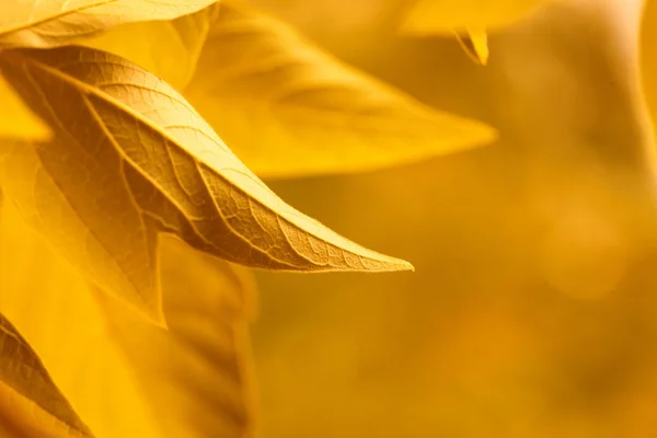 Желтые листья — стоковое фото