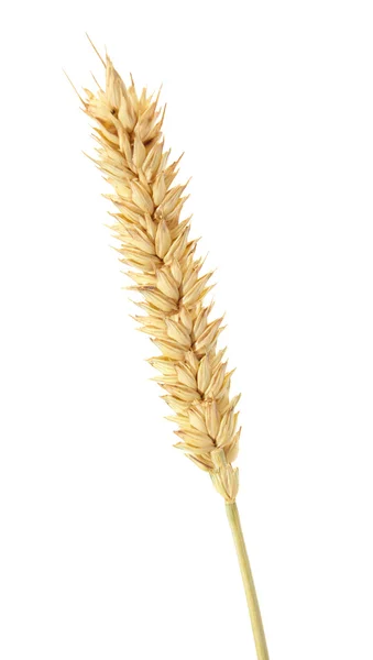 stock image Wheat isolated on white