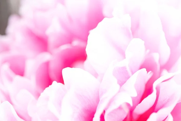 stock image Pink peony flower