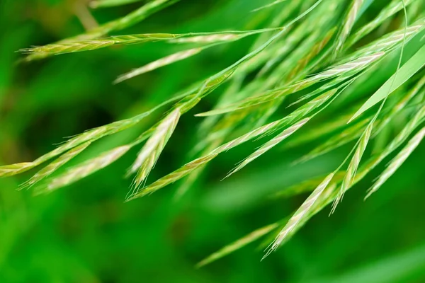 stock image Beautiful green leaves