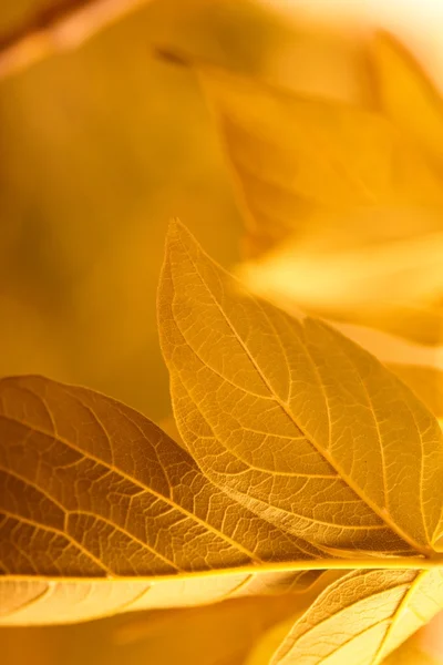 Folhas amarelas — Fotografia de Stock