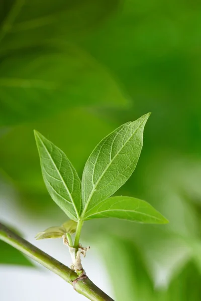 stock image Green leaves