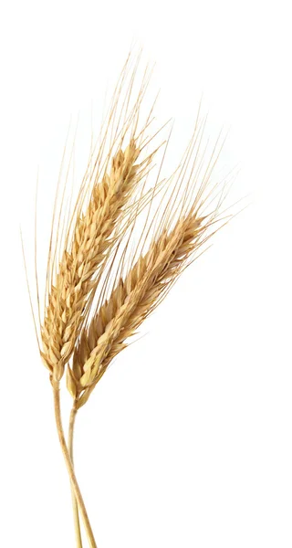 Pšenice izolovaná na bílé — Stock fotografie