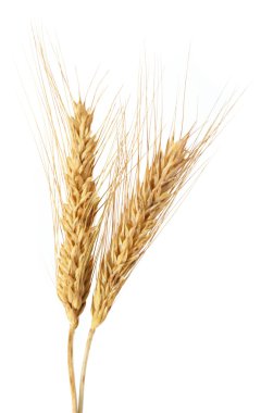 Beyaz üzerine izole buğday