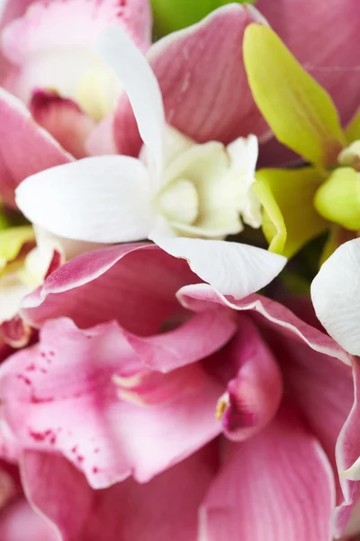 Orchid boeket — Stockfoto