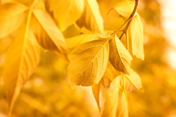 stock image Yellow leaves