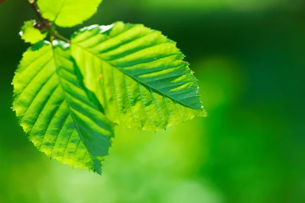 stock image Green leaves