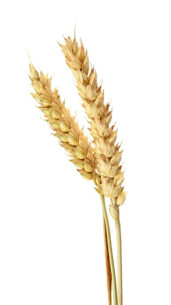 白に隔離された小麦 — ストック写真