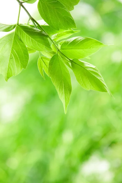 Folhas verdes — Fotografia de Stock