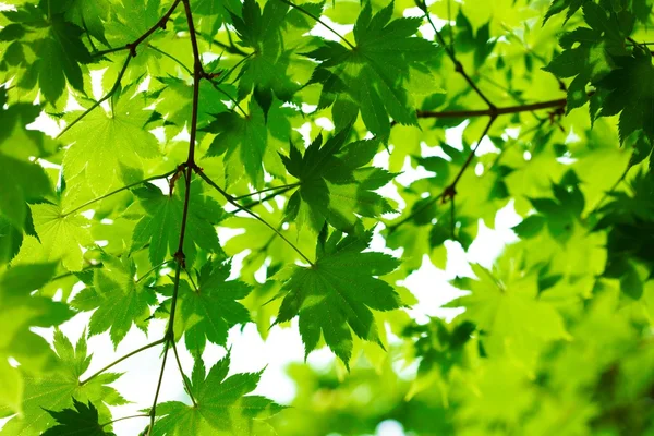 Vakre grønne blader – stockfoto