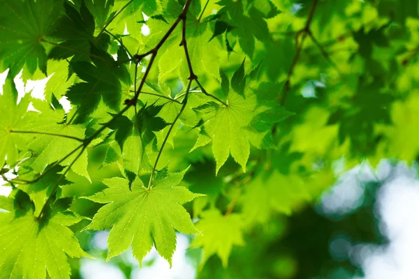 Folhas verdes bonitas — Fotografia de Stock
