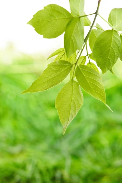 Folhas verdes — Fotografia de Stock