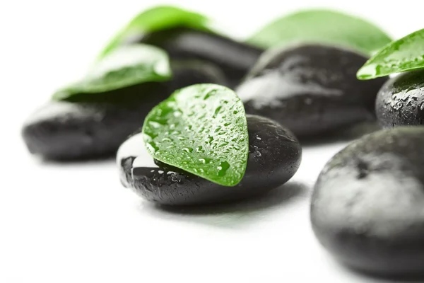 Piedras negras y hojas verdes — Foto de Stock