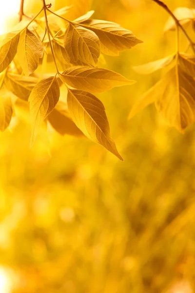 Sarı yapraklar — Stok fotoğraf